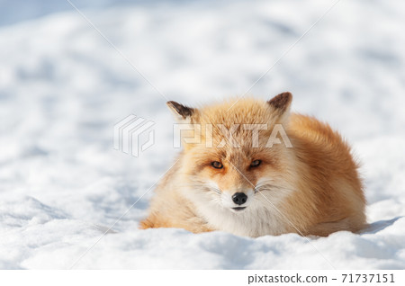 北海道北狐狸在雪地上 71737151