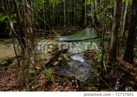 Tropical jungles of Southeast Asia in winter, Thailand 71737801