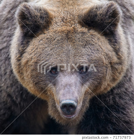 Close-up brown bear portrait. Danger animal in nature habitat. Big mammal 71737973