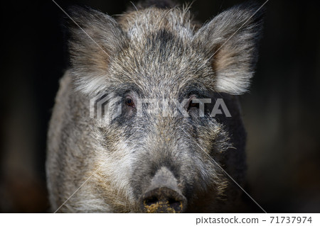 Portrait male Wild-boar in autumn forest Portrait male Wild-boar in autumn forest 71737974