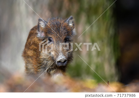Baby wild boar, Sus scrofa, running red autumn forest in background Baby wild boar, Sus scrofa, running red autumn forest in background 71737986