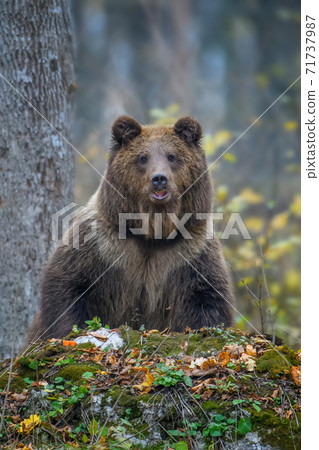 Brown bear (Ursus arctos) standing on his hind legs in autumn forest. Danger animal in nature habitat. Big mammal 71737987