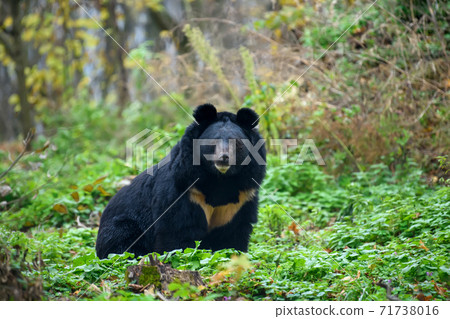 Asiatic black bear (Ursus thibetanus) 71738016