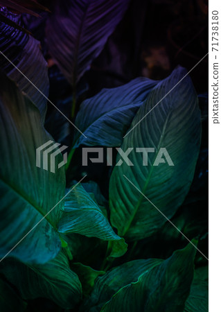 Relaxing textured neon toned green leaves background Relaxing textured neon toned green leaves background 71738180