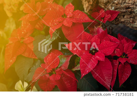 Christmas fresh red poinsettia close up background, toned Christmas fresh red poinsettia close up background, toned 71738181