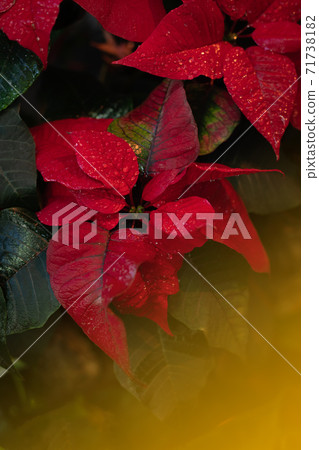 Christmas fresh red poinsettia close up background, toned Christmas fresh red poinsettia close up background, toned 71738182