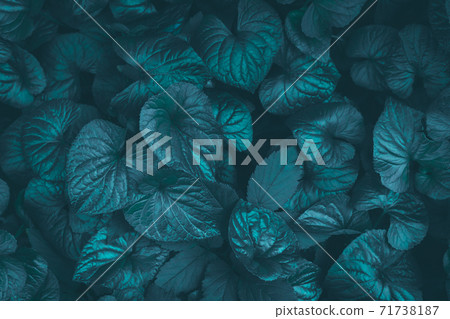 Relaxing textured tidewater green garden leaves background 71738187