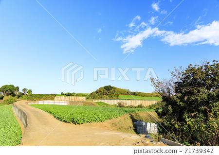 湘南三浦半島神奈川縣三浦市著名蘿蔔田的冬天 71739342