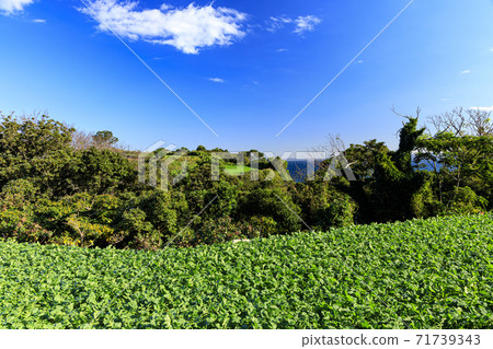 湘南三浦半島神奈川縣三浦市著名蘿蔔田的冬天 71739343