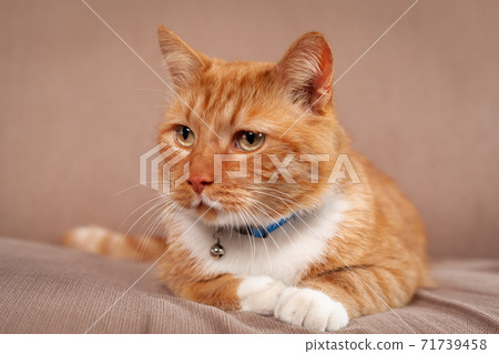 Serious domestic red cat lying down on cozy sofa Serious domestic red cat lying down on cozy sofa 71739458