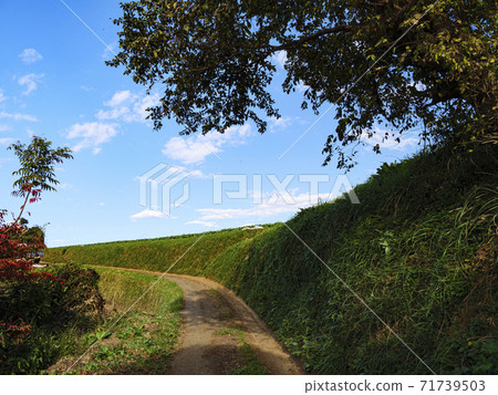 Daikon radish field in Miura City, Kanagawa Prefecture, a specialty of the Shonan Miura Peninsula (Autumn) 71739503