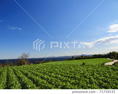 Daikon radish field in Miura City, Kanagawa Prefecture, a specialty of the Shonan Miura Peninsula (Autumn) Daikon radish field in Miura City, Kanagawa Prefecture, a specialty of the Shonan Miura Peninsula (Autumn) 71739535