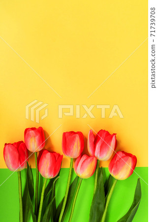 Beautiful composition of spring tulips. Red tulips flowers on green background. 71739708