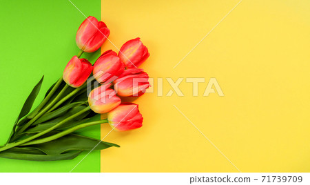 Beautiful composition of spring tulips. Red tulips flowers on green background. 71739709