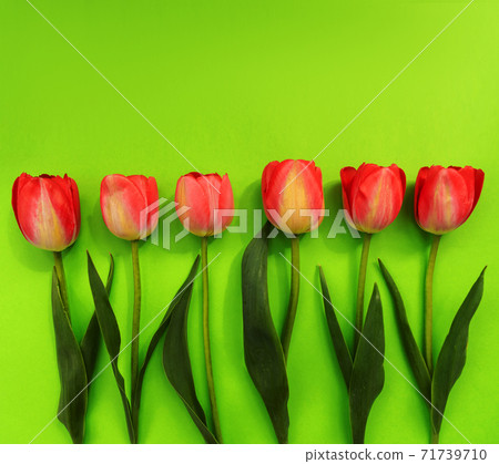 Beautiful composition of spring tulips. Red tulips flowers on green background. Beautiful composition of spring tulips. Red tulips flowers on green background. 71739710