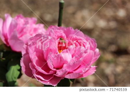Pink peony flowers blooming on a sunny day Pink peony flowers blooming on a sunny day 71740539