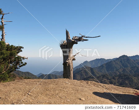 屋久島上的枯樹 71741609