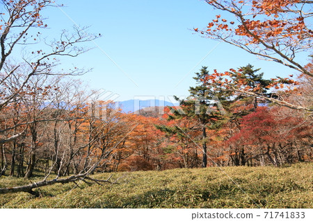 Hardwood forest 71741833