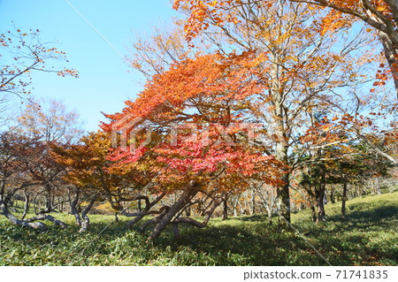 Bright Shiroyashio autumn leaves 71741835