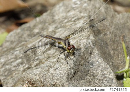 Mayutateakane 71741855