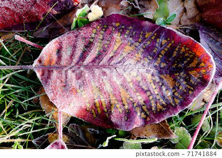 The dead leaves have frosted. Is beautiful. The dead leaves have frosted. Is beautiful. 71741884