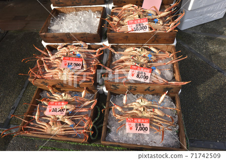 Fresh crabs lined up at the Matsuba crab store, the scenery of Kinosaki 71742509