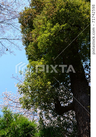 上野公園的櫻花/上野兒童遊樂園 上野公園的櫻花/上野兒童遊樂園 71742598