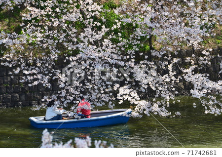 Sakura in Chidoriguchi 71742681