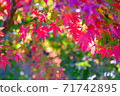 Autumn leaves of my home. Enjoy autumn without going out. 71742895