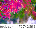 It is the garden of my home. Autumn leaves hunting to enjoy nearby. 71742898