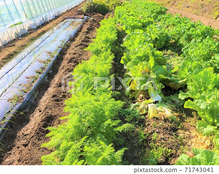 Japanese agriculture, soaring food, small-scale, high-mix image, material background Japanese agriculture, soaring food, small-scale, high-mix image, material background 71743041