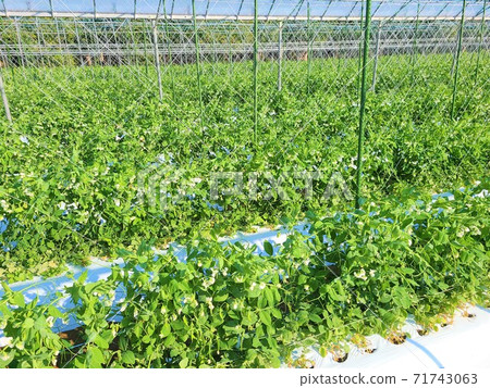 Japanese agriculture, soaring food, small-scale, high-mix image, material background 71743063