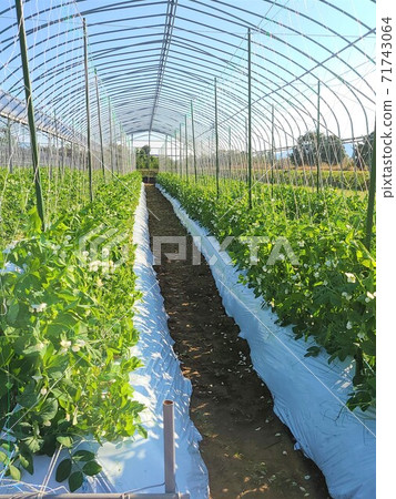 Japanese agriculture small-scale high-mix image material background Japanese agriculture small-scale high-mix image material background 71743064