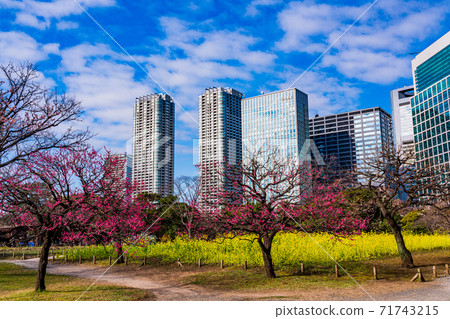 (Tokyo) Plum and rape blossoms, a healing space in the big city, Hamarikyu Gardens 71743215