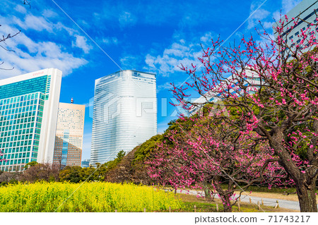 (Tokyo) Plum and rape blossoms, a healing space in the big city, Hamarikyu Gardens (Tokyo) Plum and rape blossoms, a healing space in the big city, Hamarikyu Gardens 71743217