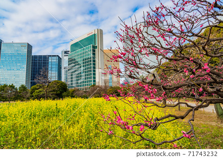 (Tokyo) Plum and rape blossoms, a healing space in the big city, Hamarikyu Gardens (Tokyo) Plum and rape blossoms, a healing space in the big city, Hamarikyu Gardens 71743232