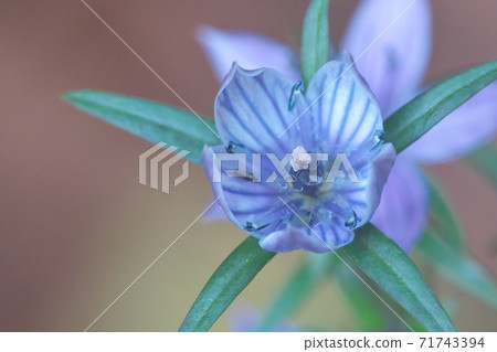 Swertia pseudochinensis flower close-up taken in November 71743394