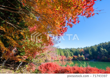 Autumn leaves of South Inaga lake Autumn leaves of South Inaga lake 71743397