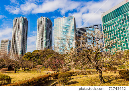（東京）盛開梅花的濱立里花園 71743632