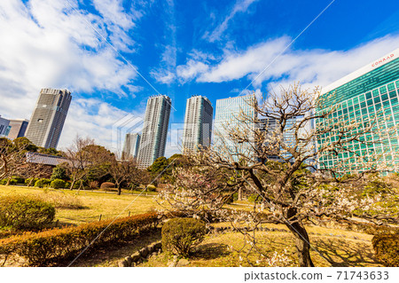 （東京）盛開梅花的濱立里花園 71743633