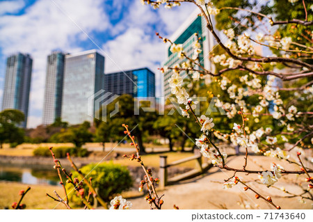（東京）盛開梅花的濱立里花園 71743640