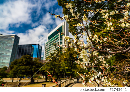 （東京）盛開梅花的濱立里花園 71743641