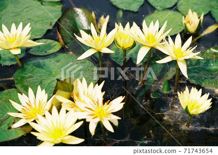 Padua Padua 71743654