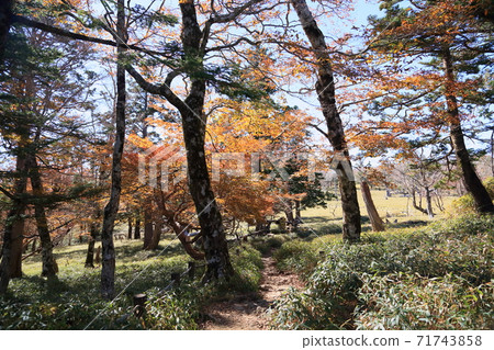 到牛ish原 71743858