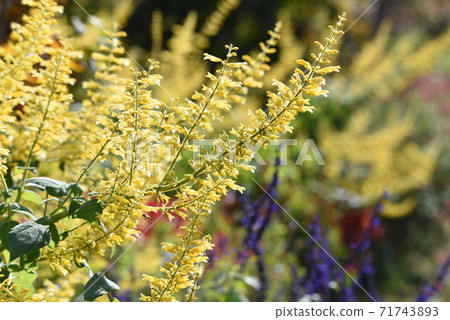 丹參花 丹參花 71743893