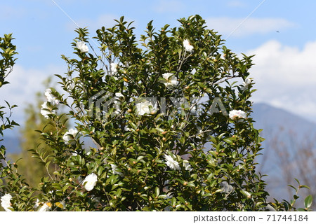 Sasanqua花 71744184