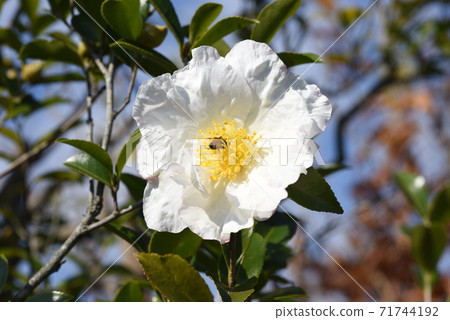 Sasanqua flowers 71744192