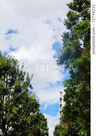 藍天，白雲和樹木的形象 71744253