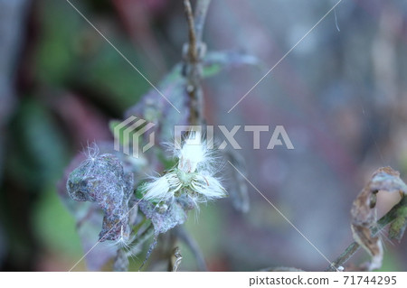 What is this mysterious fluff you see for the first time? Flatweed (pork greens) What is this mysterious fluff you see for the first time? Flatweed (pork greens) 71744295