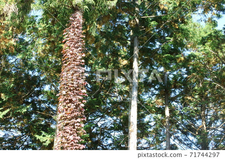 津田的紅葉真好! 津田的紅葉真好! 71744297